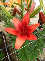 [5110 RedTwin DJ No02.JPG]